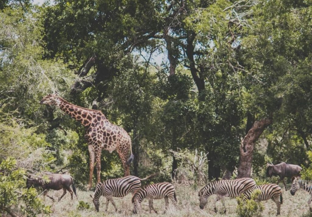 South Africa Safari