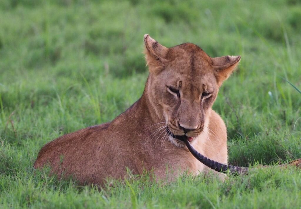 Mozambique Safari