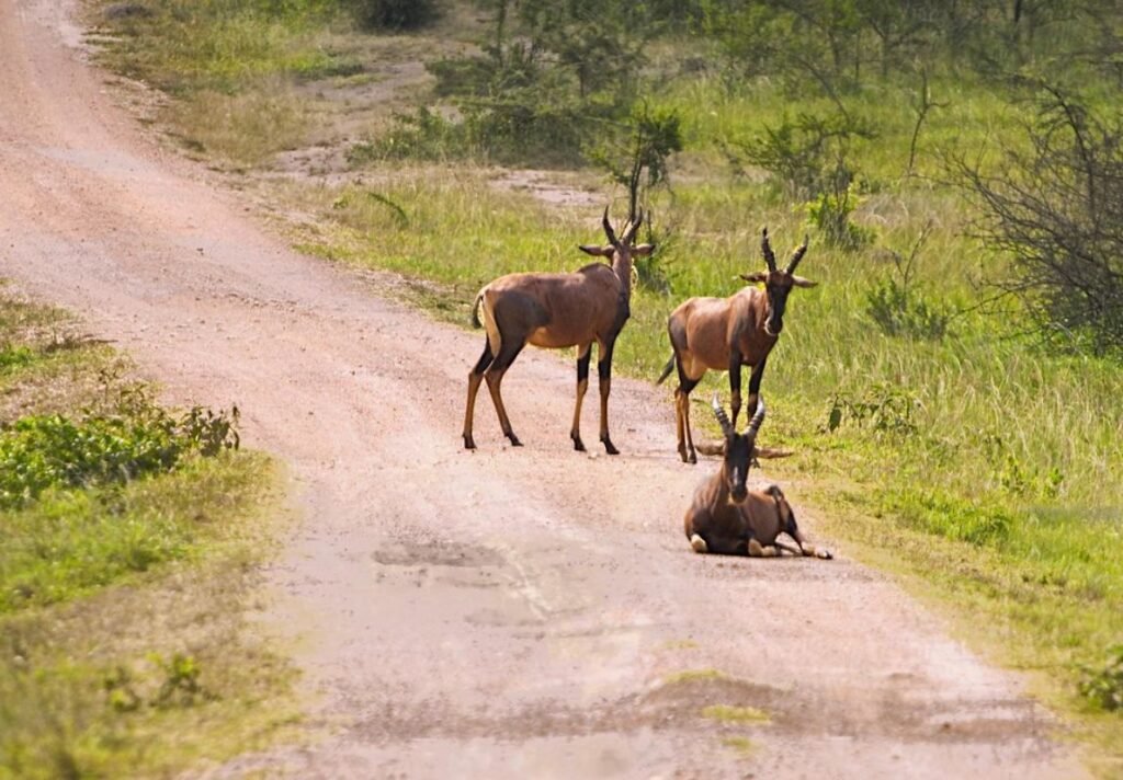 Uganda Safari