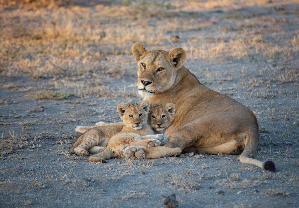 Lioness with two lion cubs on safari