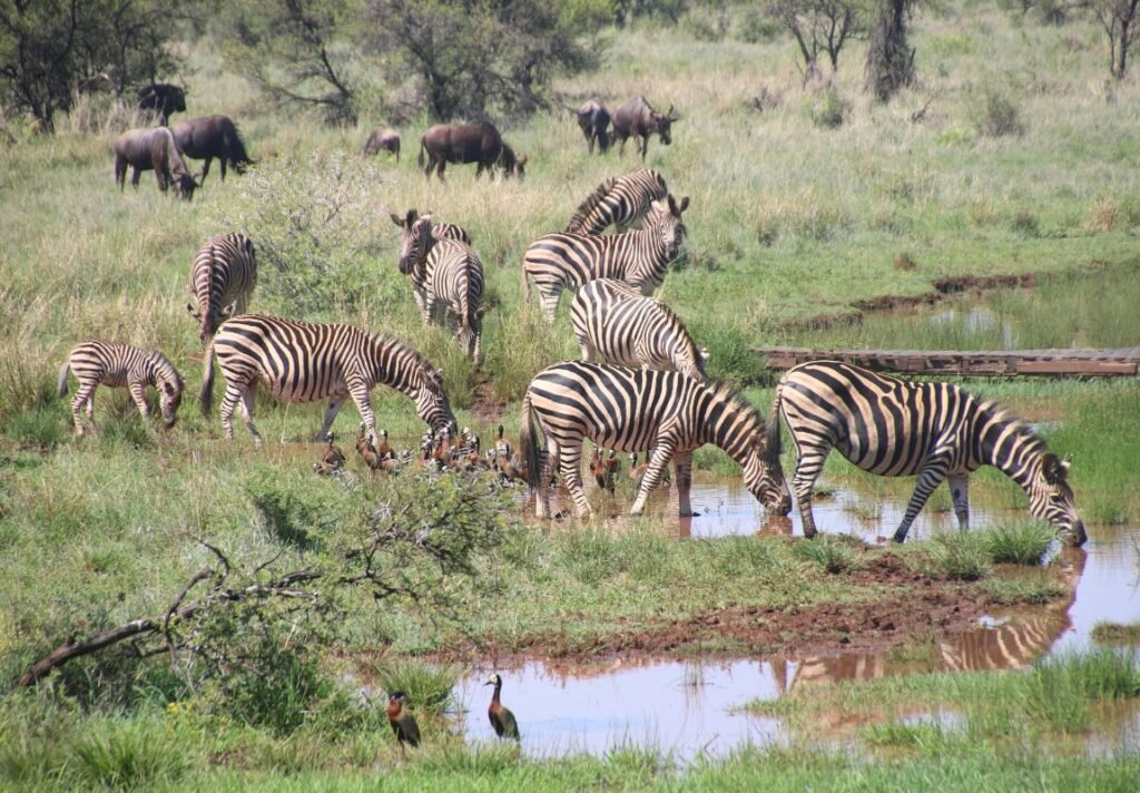Zebras on safari