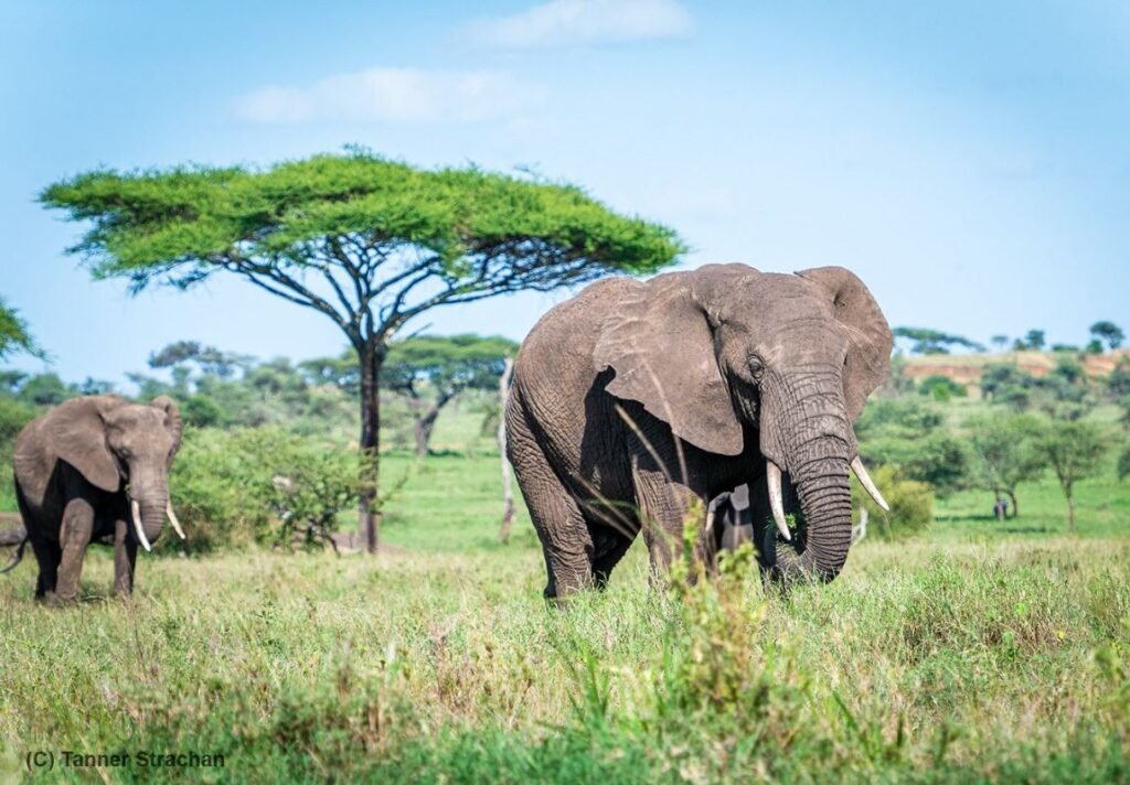 East Africa