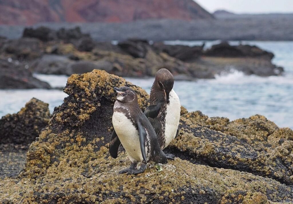 Galapagos Islands