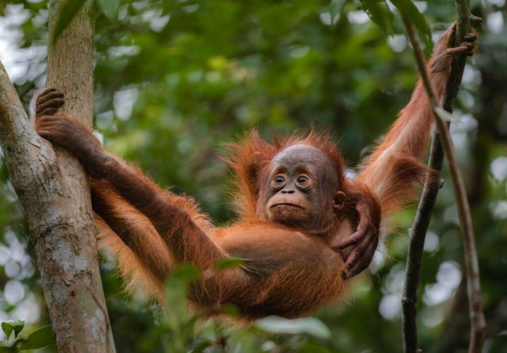 Orangutan in Borneo