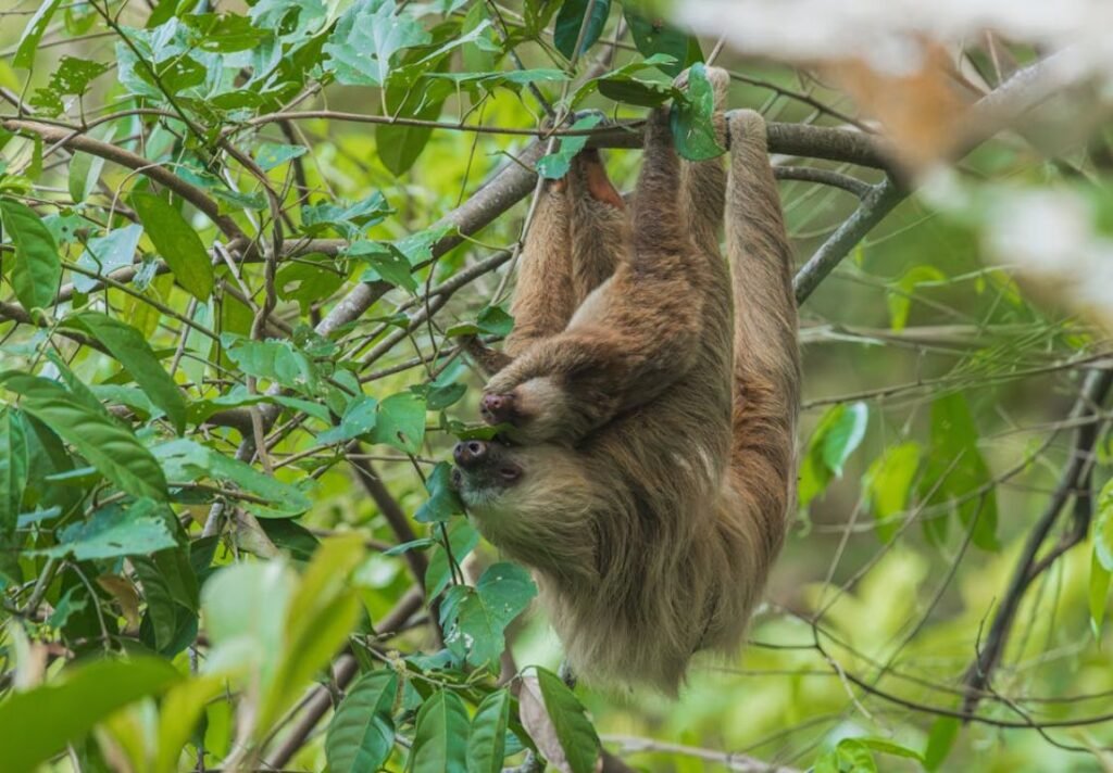 Sloth in Costa Rica