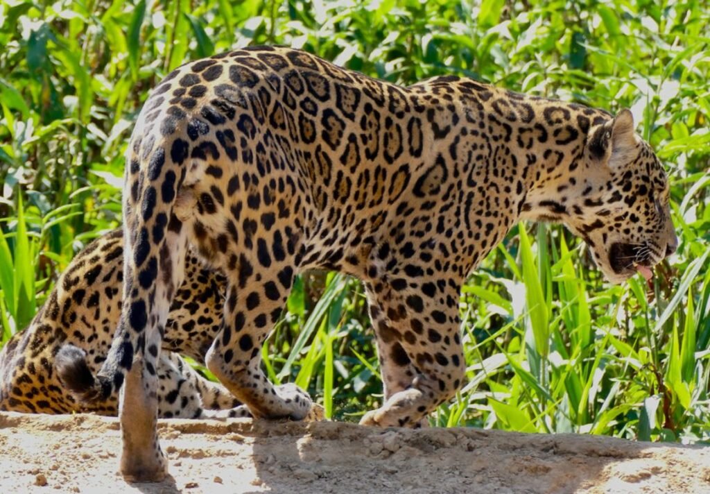 Jaguar in Brazil