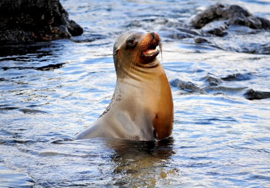 Sea Lion in the Galapagos Islands