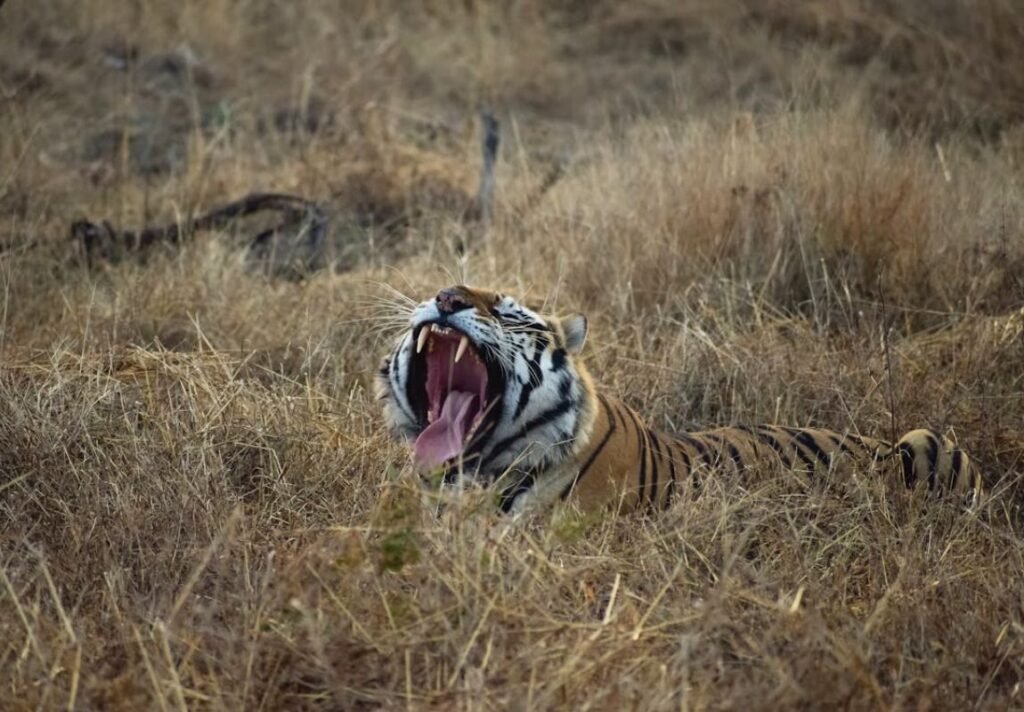 Tiger in India