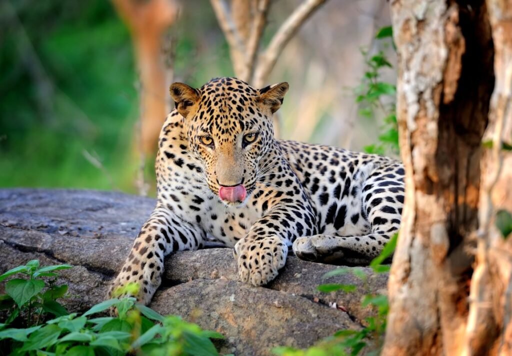 Leopard in Sri Lanka