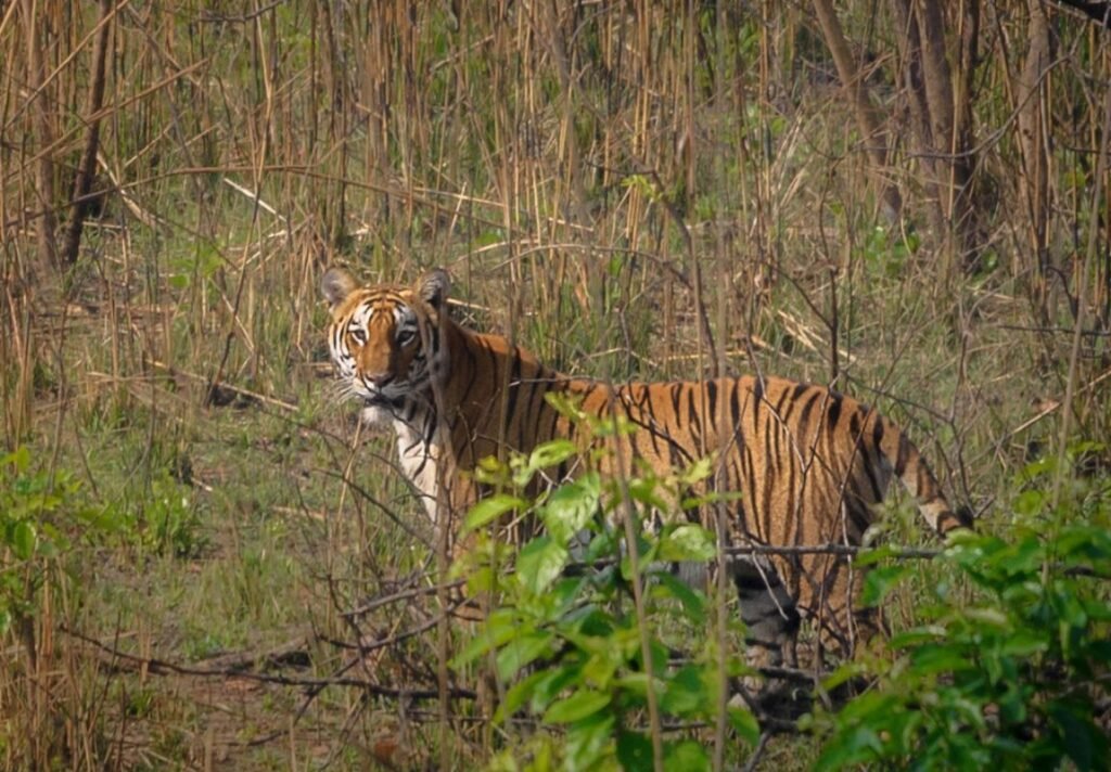 Tiger in Nepal