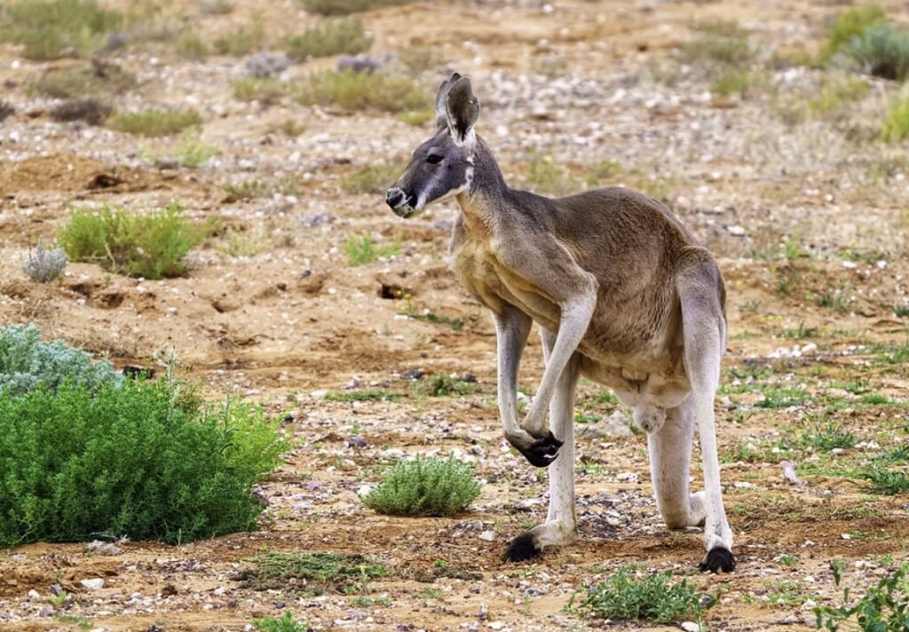 Kangeroo in Australia
