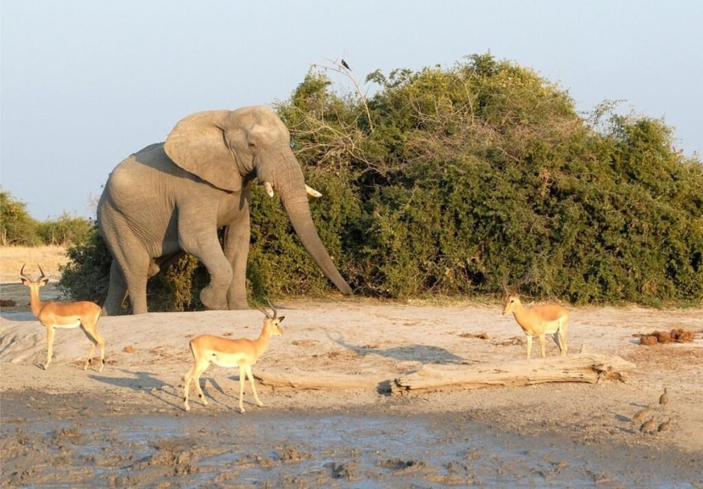 Savuti & Linyanti Concession, Botswana