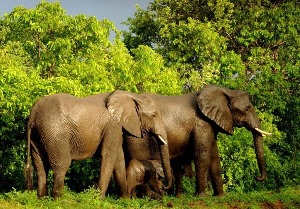 Majete Wildlife Reserve, Malawi