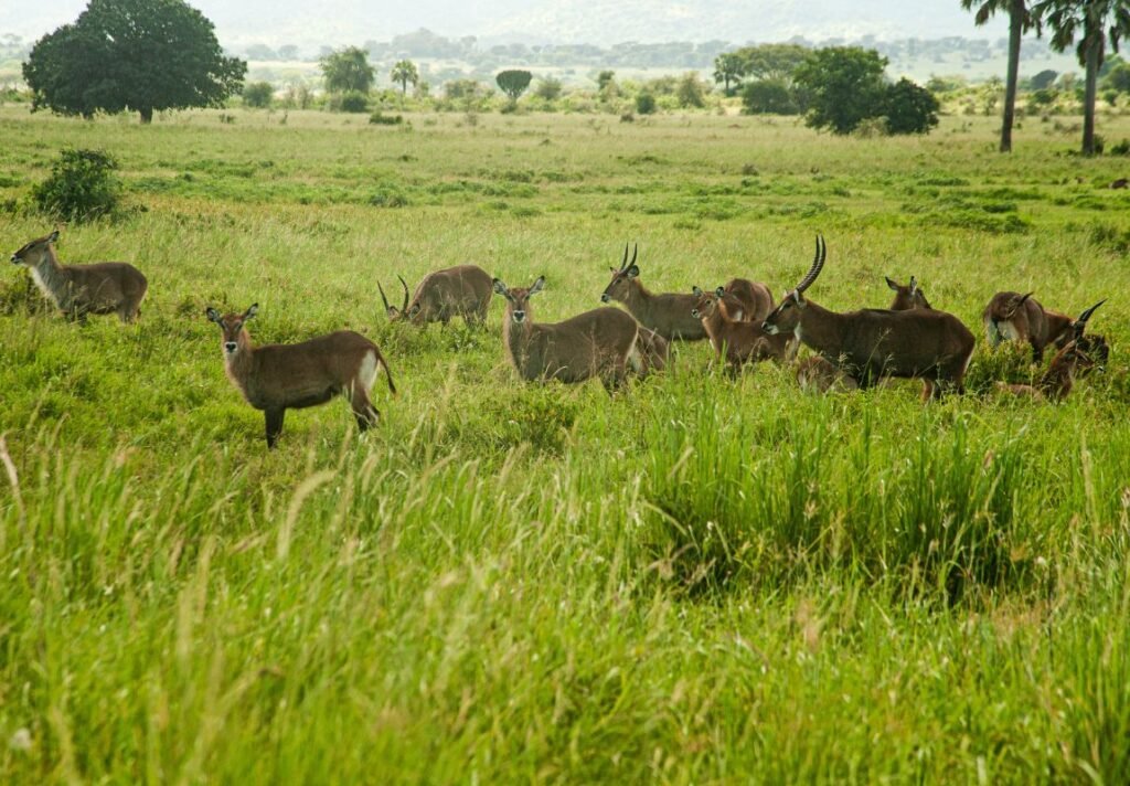 Kidepo Valley National Park, Uganda