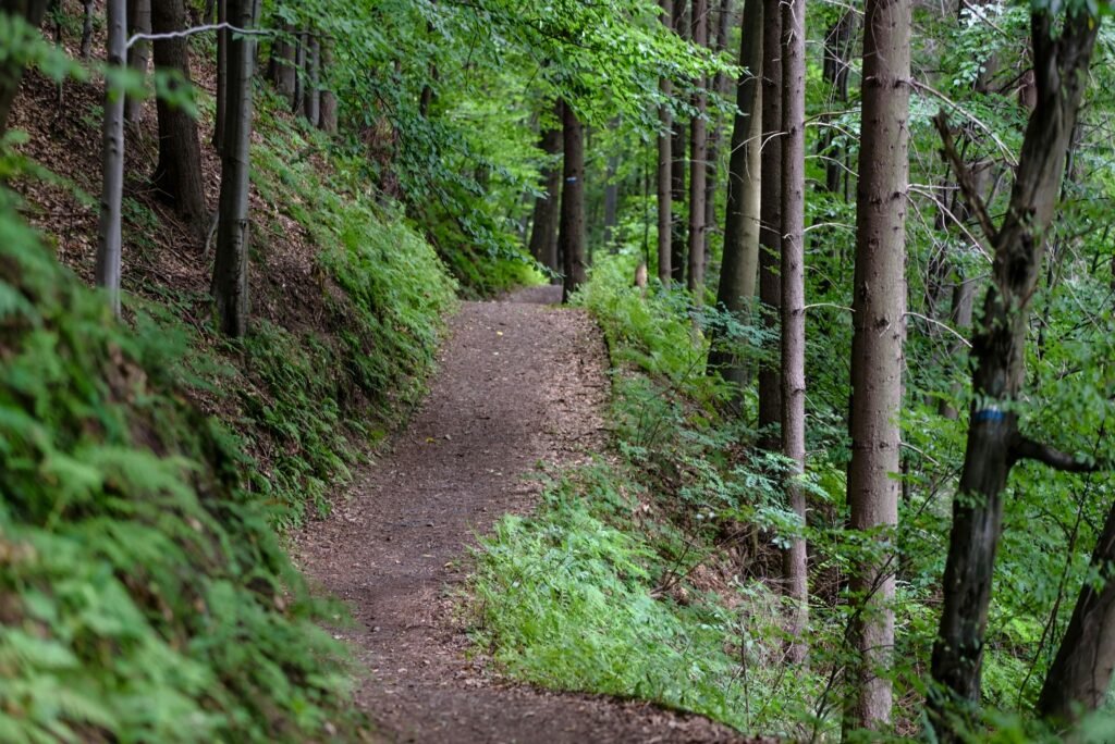A hike trail